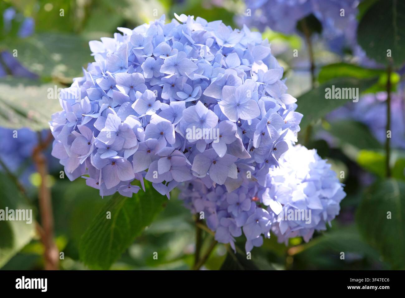 Hortensia macrophylla série Endless Summer, ‘Bailmer‘, aux fleurs lilas et bleues. .. Banque D'Images