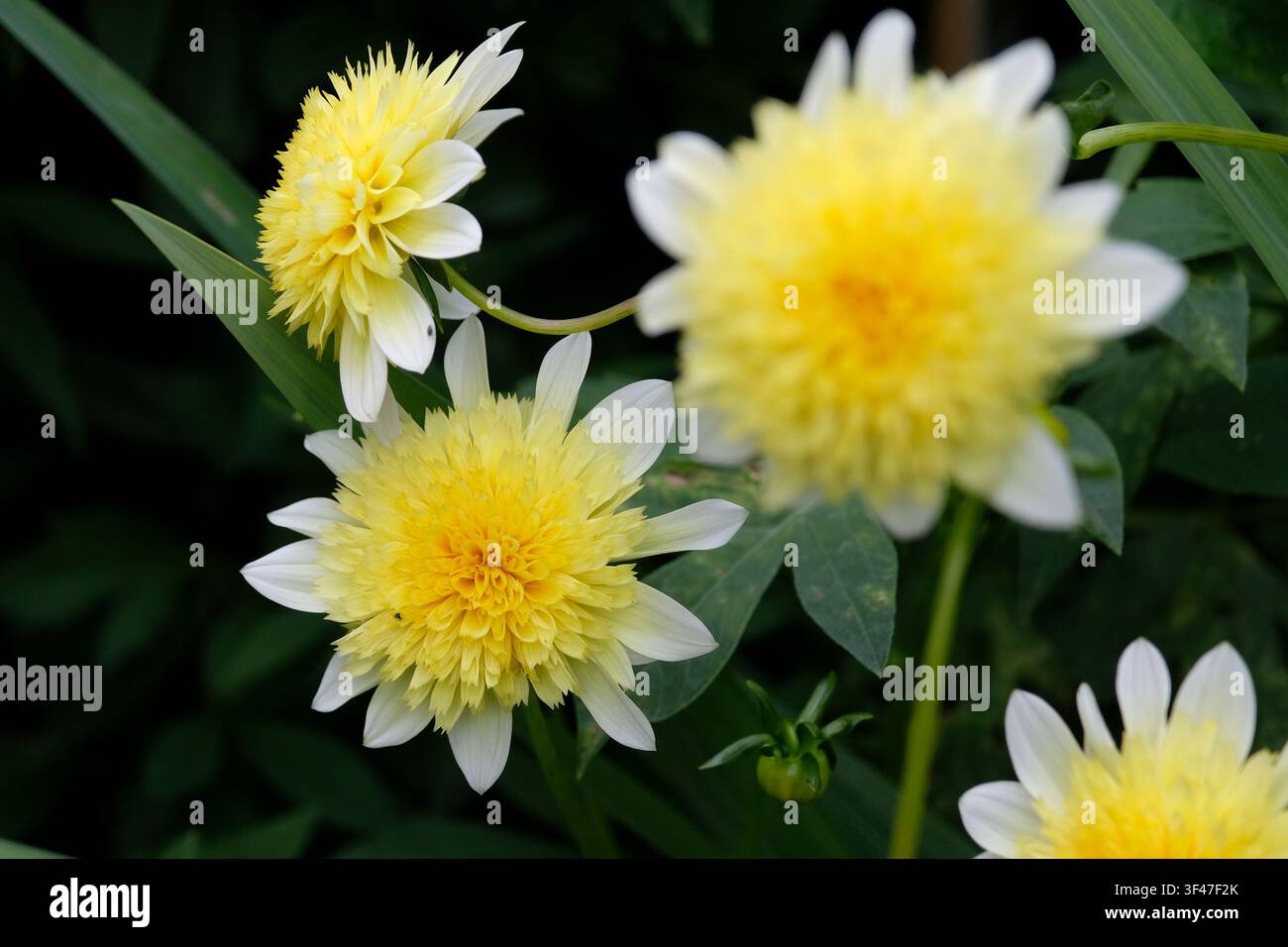 Dahlia ‘Freya's Paso Doble‘ à fleurs blanches et jaunes en forme d’anémonie en floraison. Banque D'Images