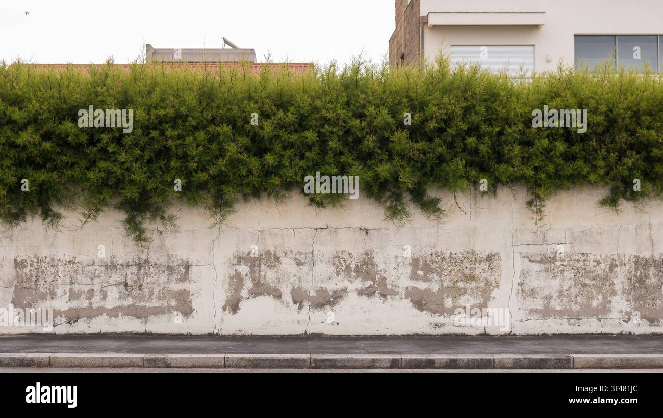 Feuillage vert poussant sur un mur en béton érodé avec des fissures et une texture visibles, créant un contraste naturel dans un environnement urbain extérieur Banque D'Images