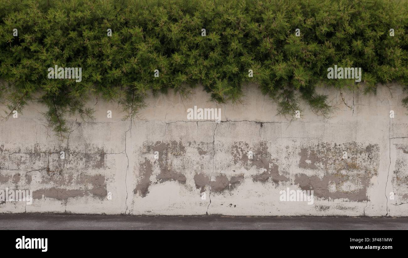 Feuillage vert poussant sur un mur en béton érodé avec des fissures et une texture visibles, créant un contraste naturel dans un environnement urbain extérieur Banque D'Images