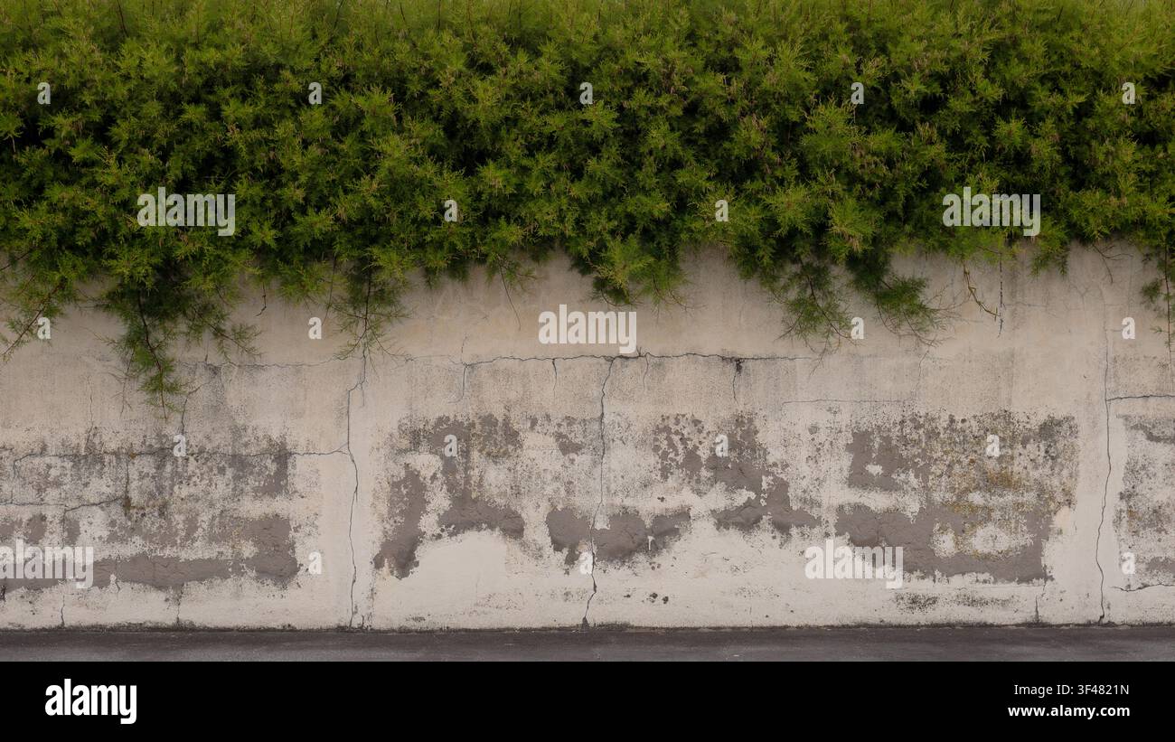 Feuillage vert poussant sur un mur en béton érodé avec des fissures et une texture visibles, créant un contraste naturel dans un environnement urbain extérieur Banque D'Images