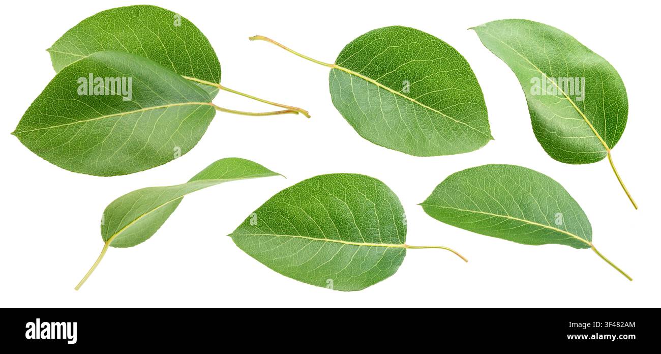 Feuilles de poire fraîches isolées sur fond blanc. Feuilles de poire vertes avec chemin de découpe. Banque D'Images