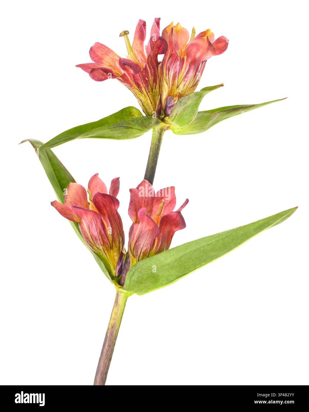 Fleur de Gentiana purpurea isolée sur fond blanc. Spécimen botanique aux couleurs vives, idéal pour l'identification des plantes, les supports pédagogiques, Banque D'Images