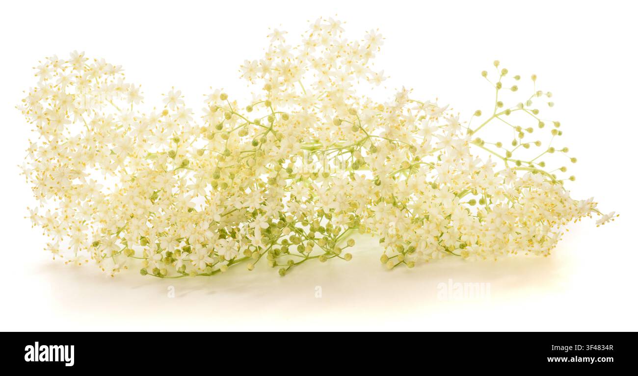 Fleurs de sureau isolé sur fond blanc Banque D'Images
