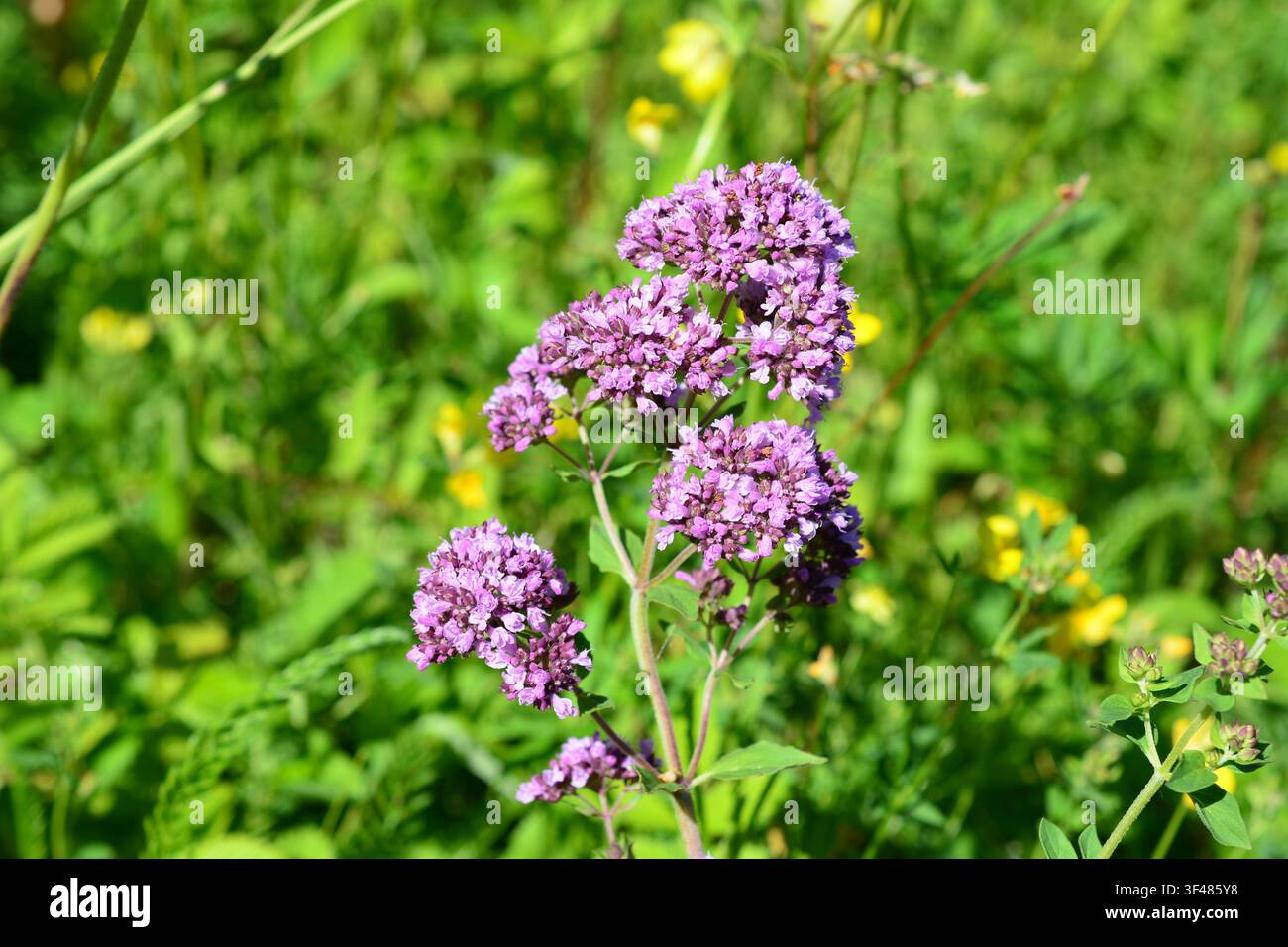 Plante d'origan avec des fleurs violettes en pleine floraison dans une prairie Banque D'Images