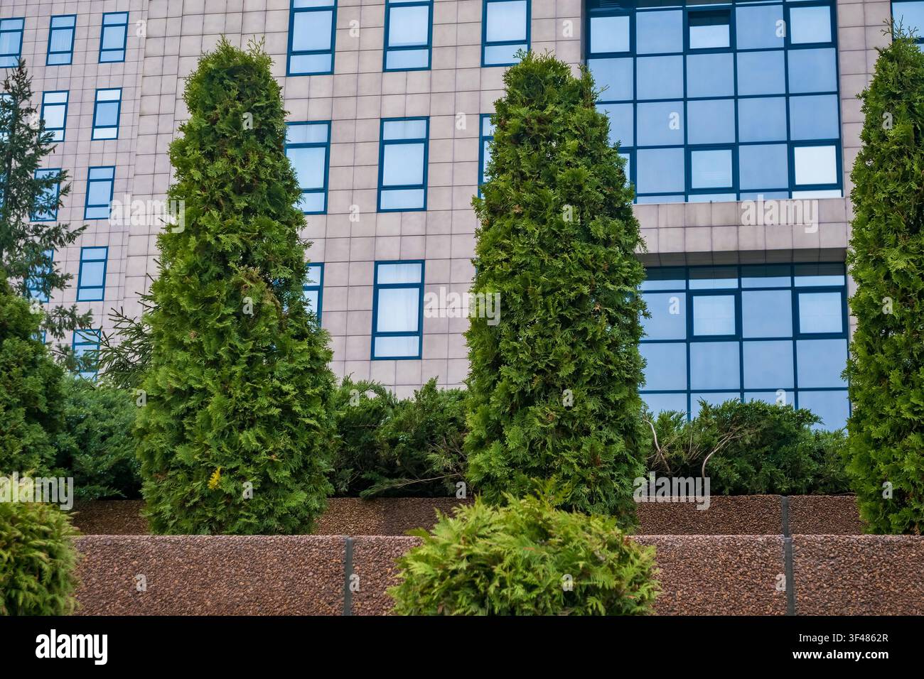 Arbres conifères verts devant un bâtiment moderne aux grandes fenêtres. La scène met en valeur l'aménagement paysager urbain et l'architecture. Banque D'Images