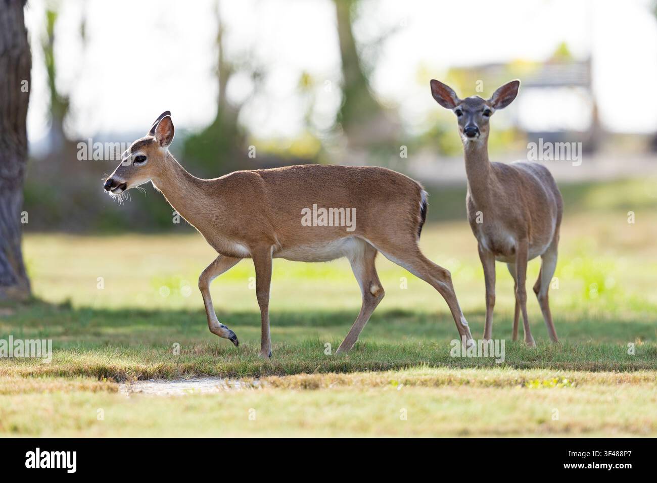 Cerf Ey (Odocoileus virginianus clavium) marchant dans un champ. Banque D'Images