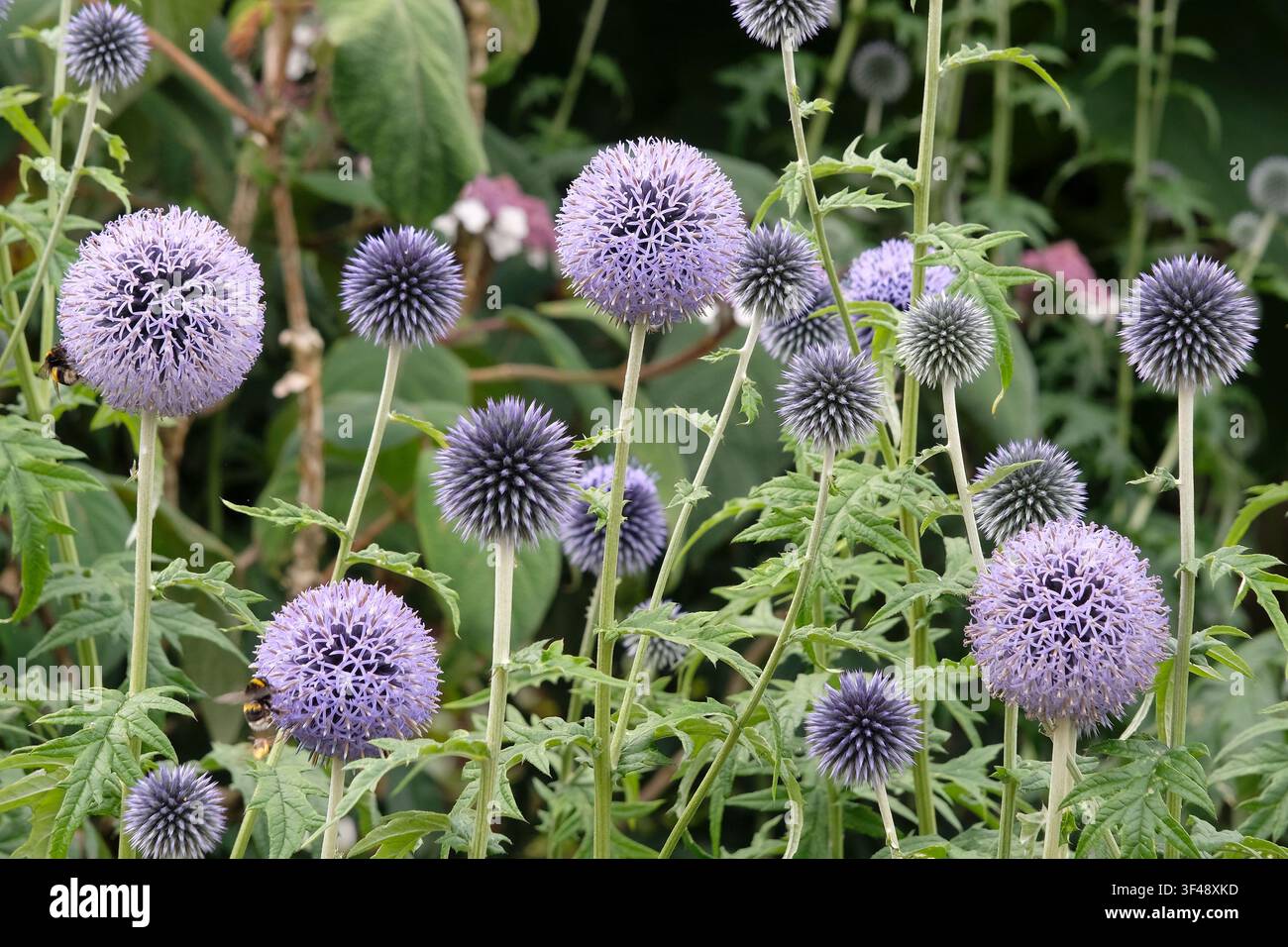 Bombes à queue de buffle sur Echinops bleu ‘Taplow Blue’ en fleur. Banque D'Images