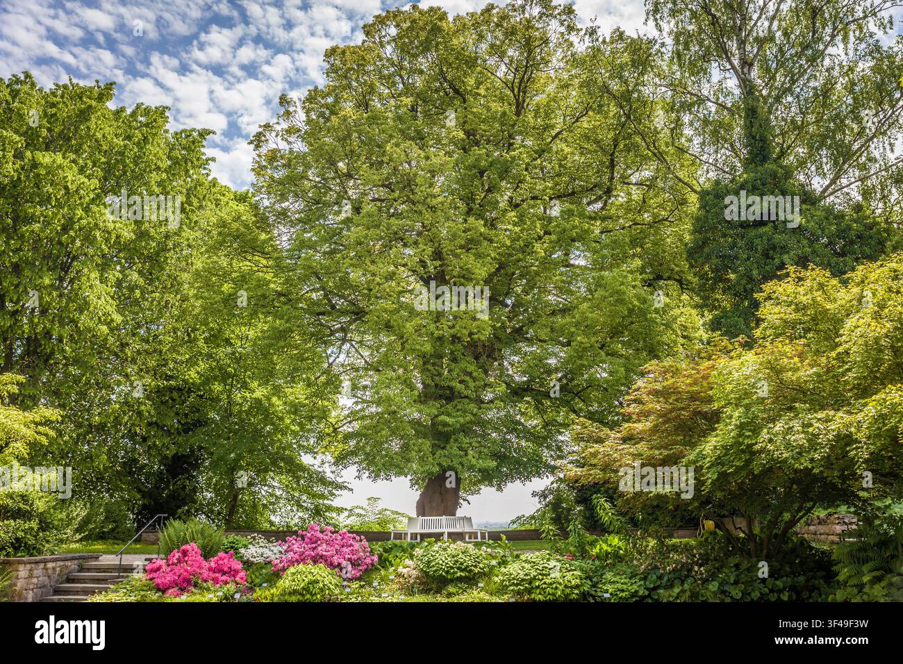Vieux tilleul dans le Hofgarten de Freising, Haute-Bavière, Bavière, Allemagne Banque D'Images