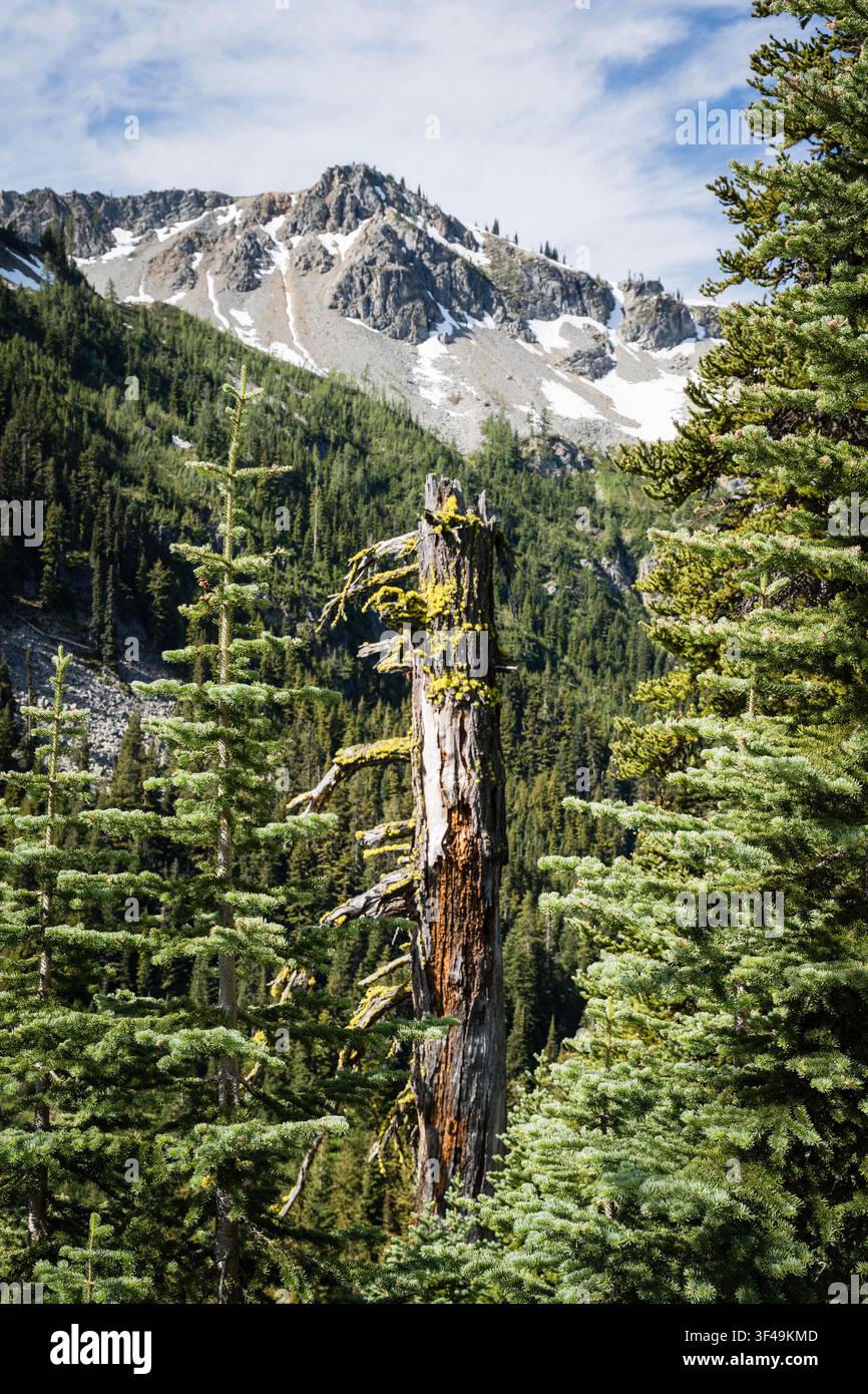 Arbre noueux couvert de lichens parmi des conifères à feuilles persistantes avec un sommet enneigé dans les North Cascades, Washington Banque D'Images