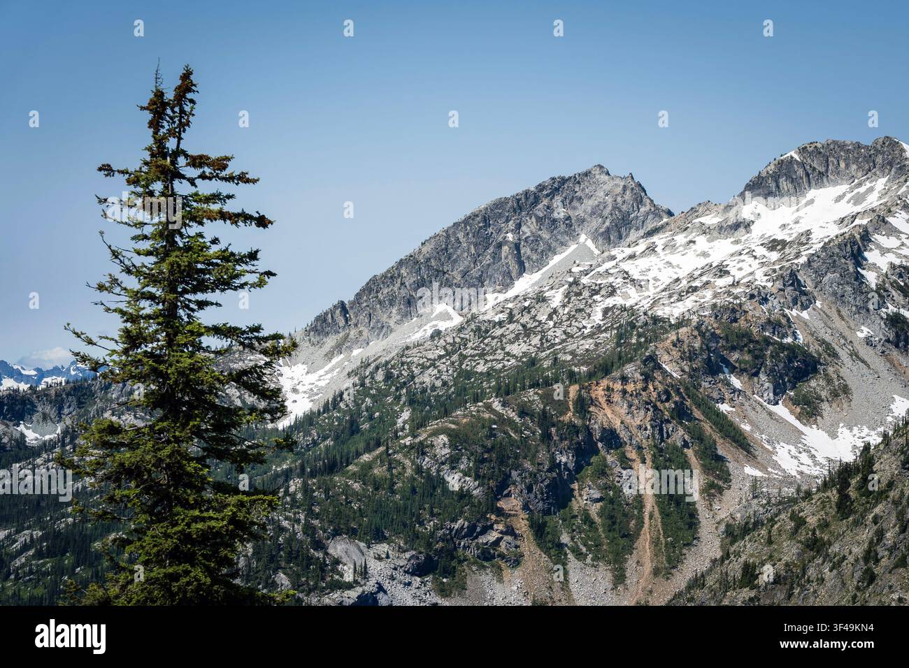 Un seul arbre haut au premier plan avec de vastes pentes enneigées dans les North Cascades, Washington Banque D'Images