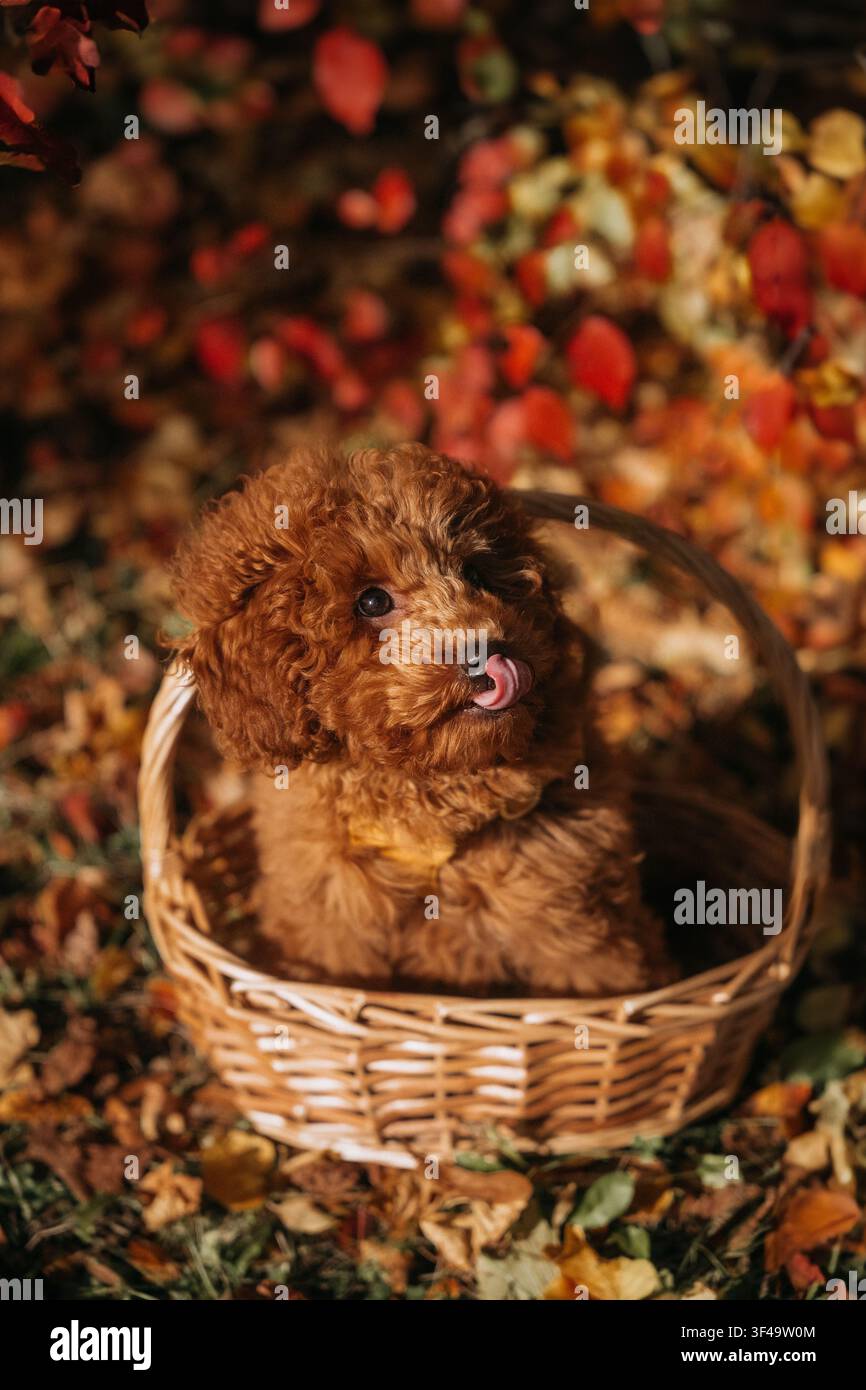 Un chiot joueur profite d'une journée d'automne dans un panier parmi des feuilles et des fleurs colorées Banque D'Images