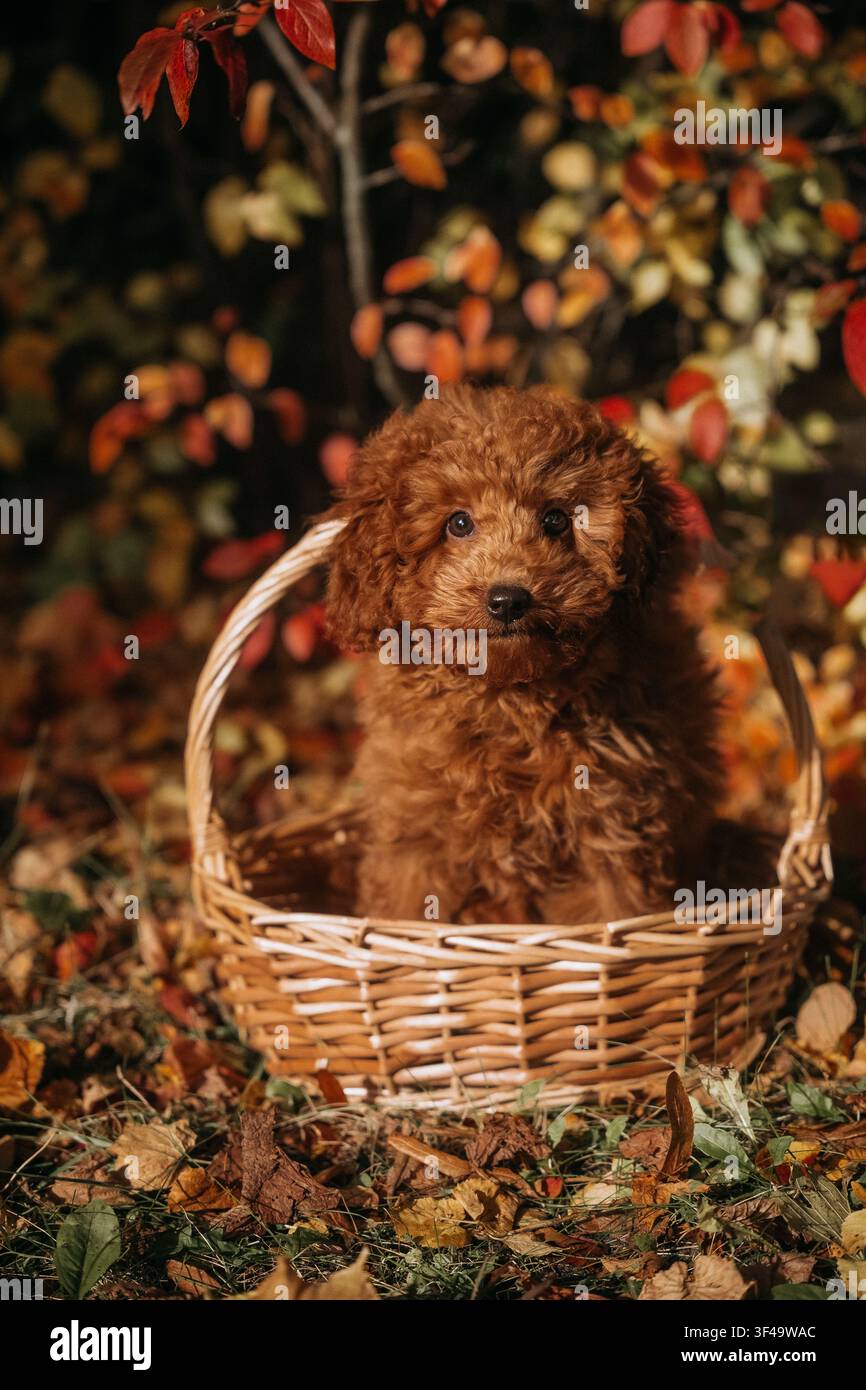 Chiot mignon dans un panier en osier entouré de feuilles d'automne dans un cadre extérieur tranquille Banque D'Images
