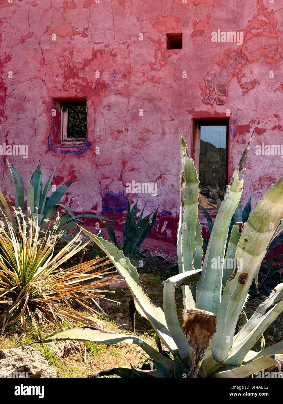 Plantes d'agave et de yucca devant un mur rose patiné à Ibiza, Espagne - Image de stock capturée avec un smartphone
