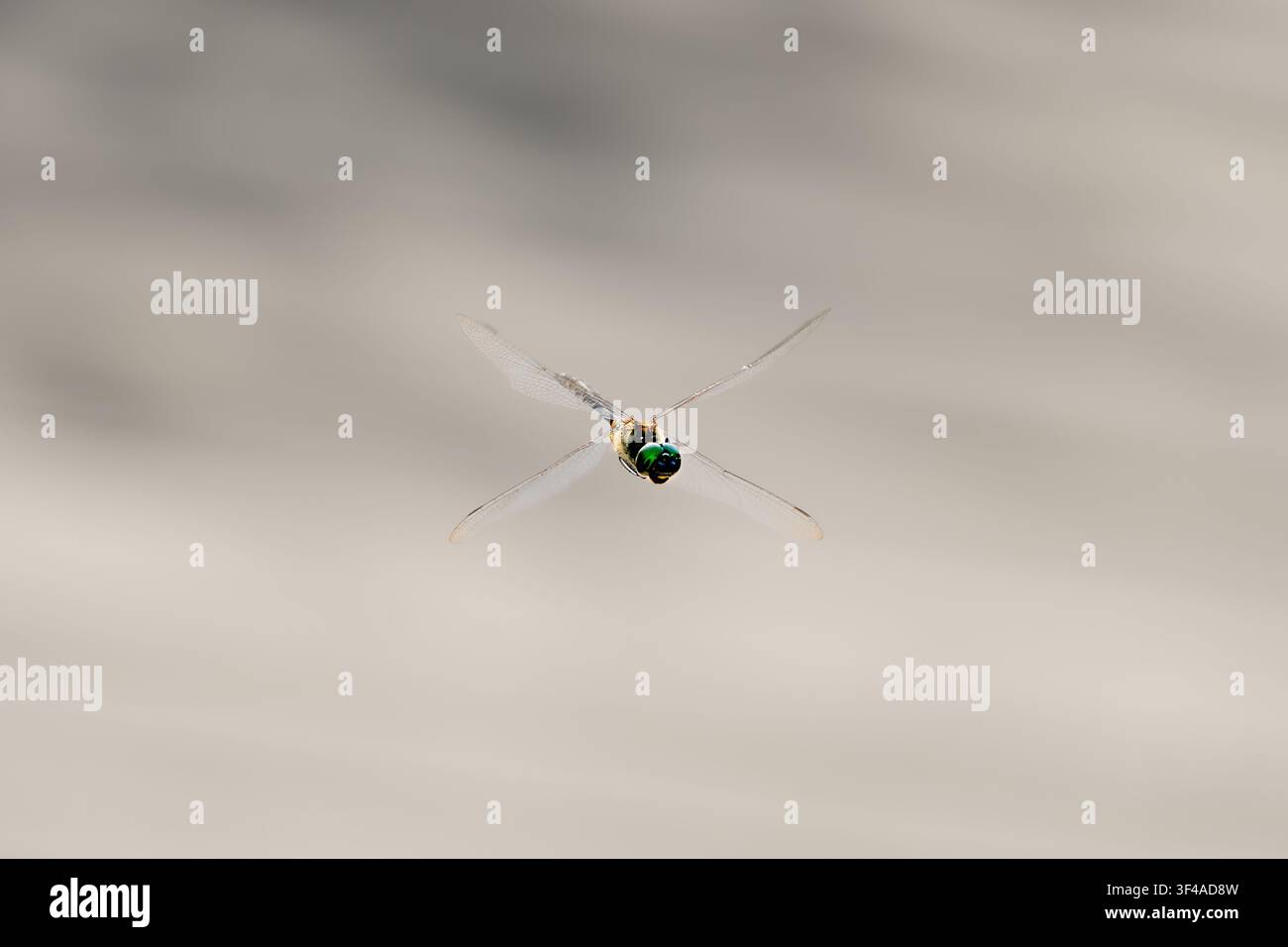 Libellule planant en l'air, vue de face avec des ailes scintillantes sur un fond naturel lisse, capturée dans une lumière chaude d'été. Banque D'Images