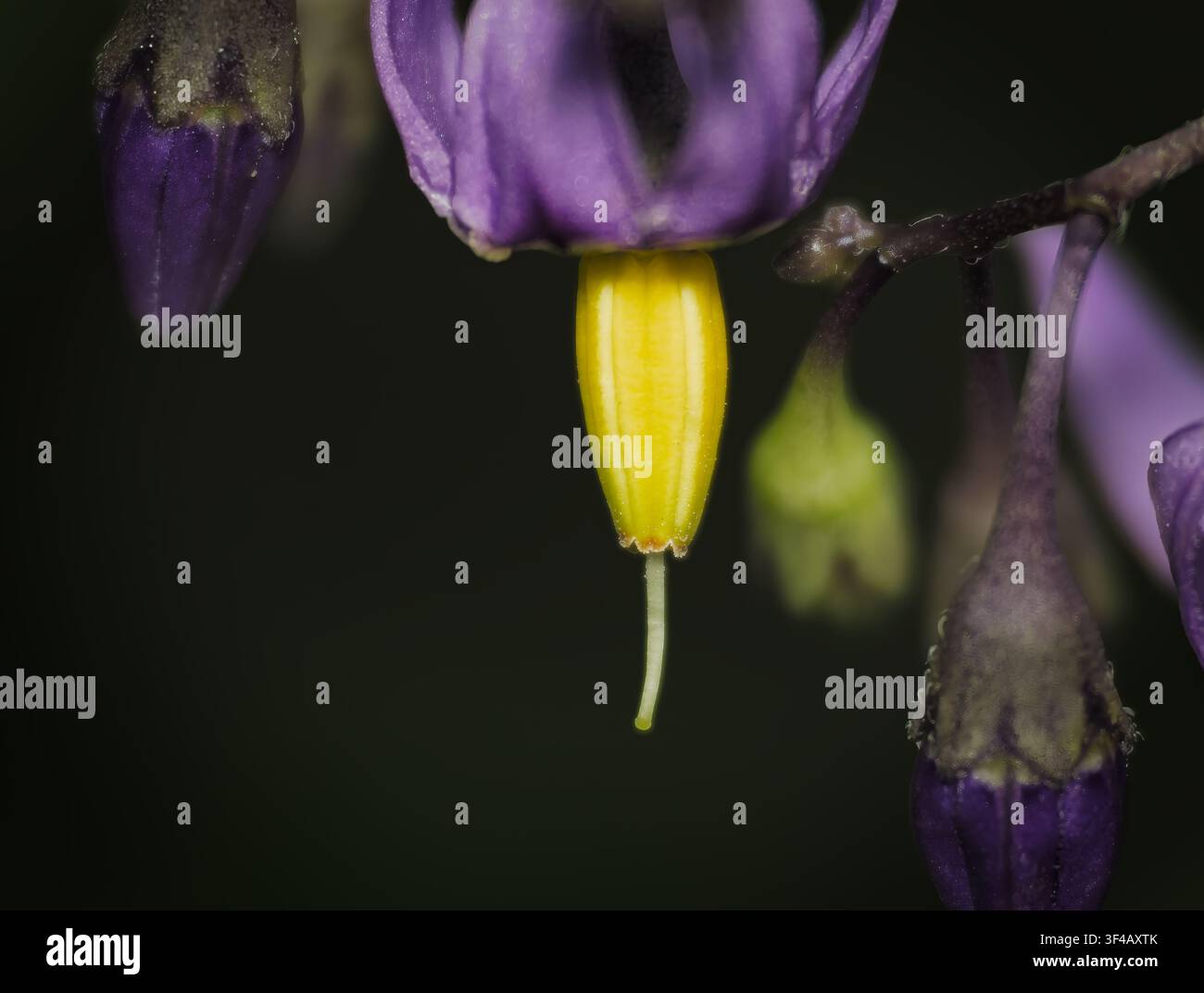 Macro extrême en gros plan des anthères vibrantes violet et jaune d'une fleur de solanum dulcamara sur un fond sombre Banque D'Images