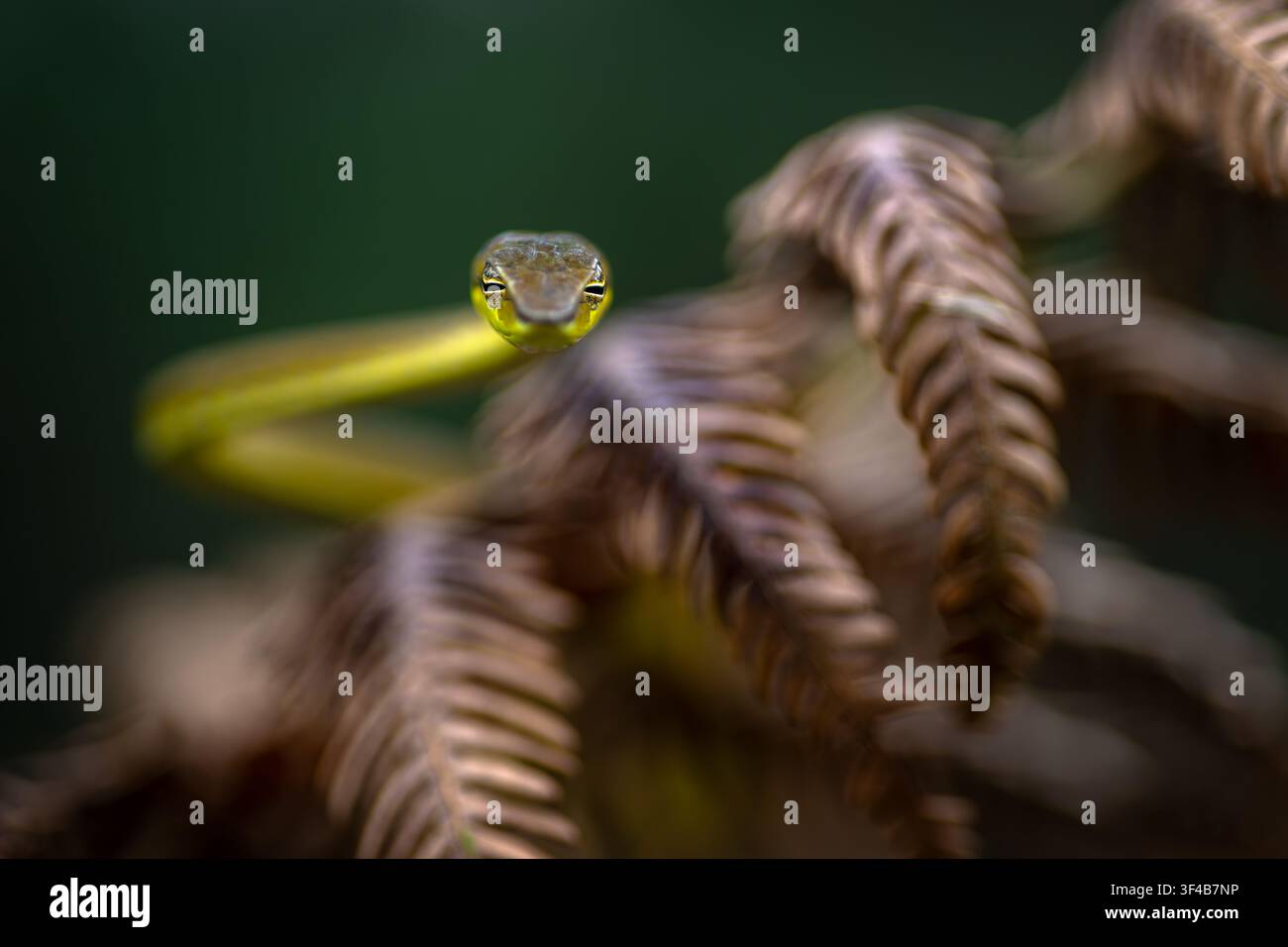 Portrait créatif d’un serpent des vignes de Gunther reposant sur une plante de fougère sèche avec une faible profondeur de champ et mise au point sur les yeux Banque D'Images