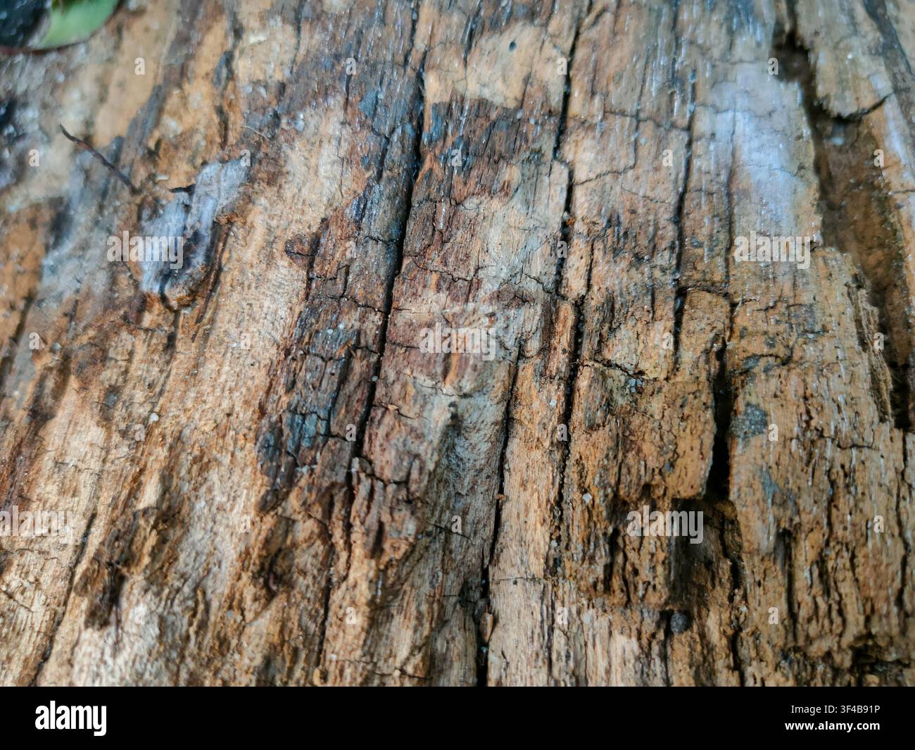 Un gros plan macro montrant la texture rugueuse, craquelée et usée du bois en décomposition. Banque D'Images