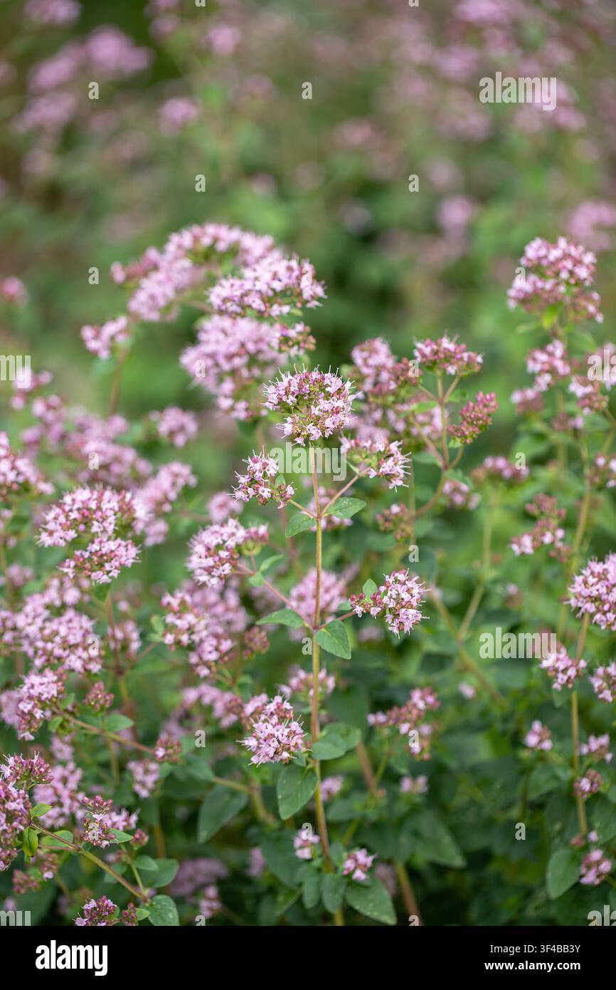 Tige d'origan en fleurs (Origanum vulgare). Banque D'Images