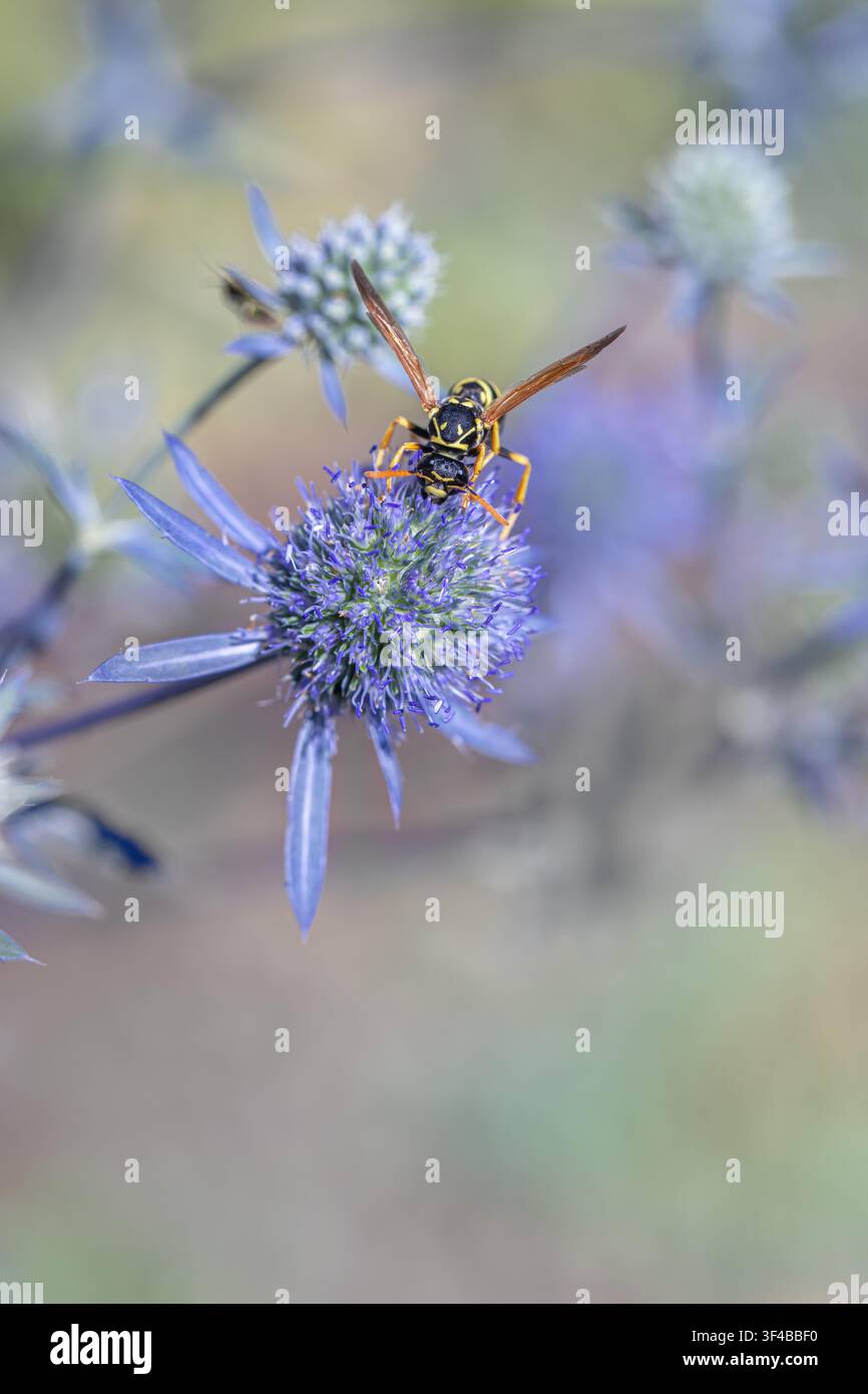 Guêpe récoltant du nectar sur du panais maritime (Eryngium planum). Banque D'Images