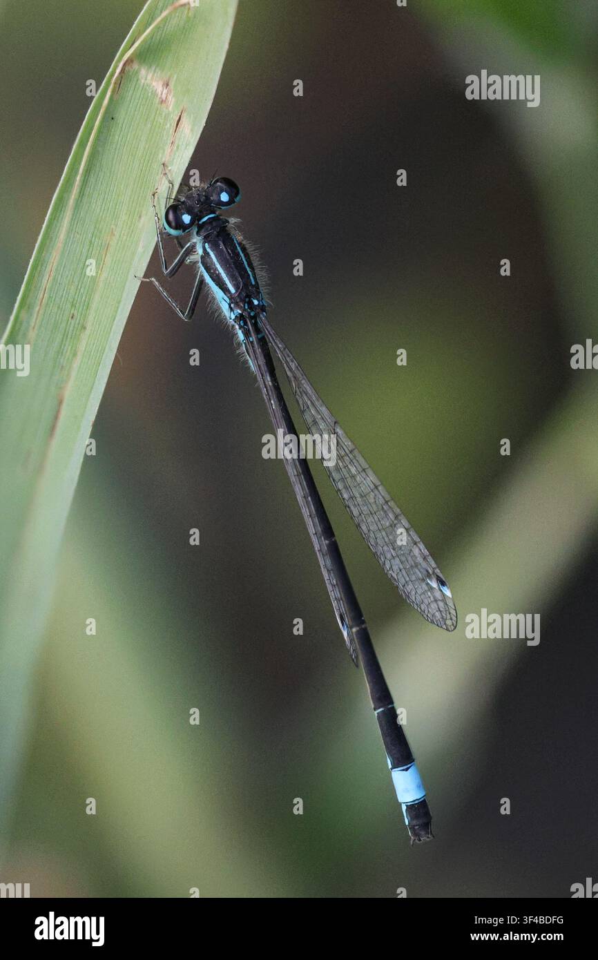 Demoiselle à queue bleue (Ischnura elegans) Banque D'Images