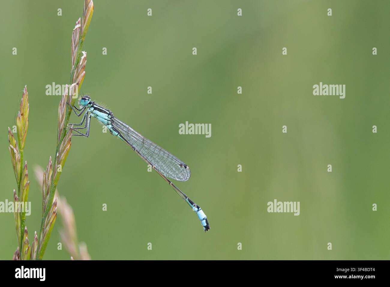 Demoiselle à queue bleue (Ischnura elegans) Banque D'Images