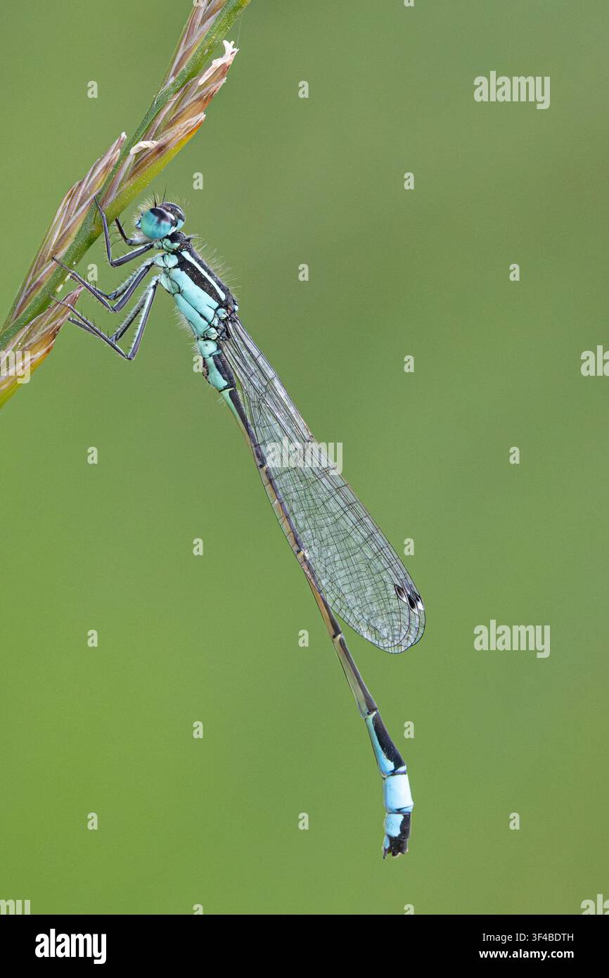 Demoiselle à queue bleue (Ischnura elegans) Banque D'Images
