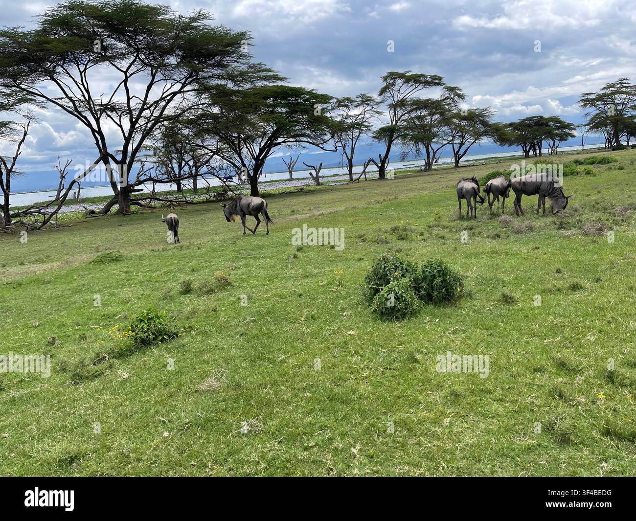 Troupeau de gnous paissant sur une prairie avec vue sur le lac Naivasha au Crescent Island Game Sanctuary, Kenya. Banque D'Images