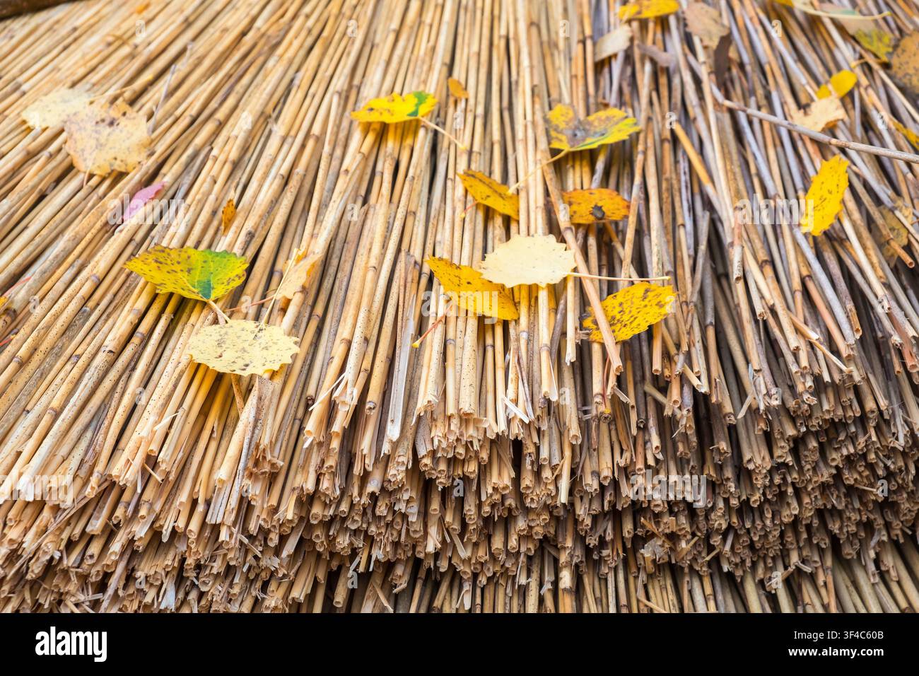 Toit de chaume avec feuilles d'automne Banque D'Images