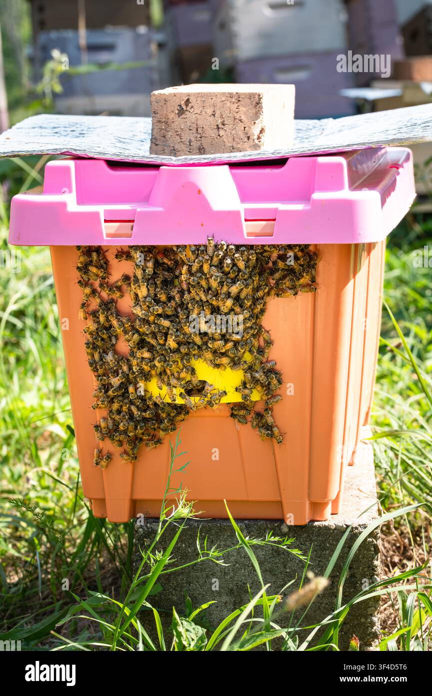 Une petite colonie nucléaire d'abeilles mellifères avec des abeilles couvrant l'entrée avant Banque D'Images