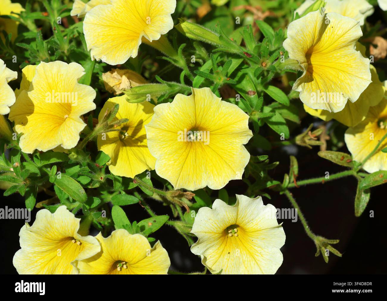 Un gros plan de Petunia 'Bees Knees' Banque D'Images