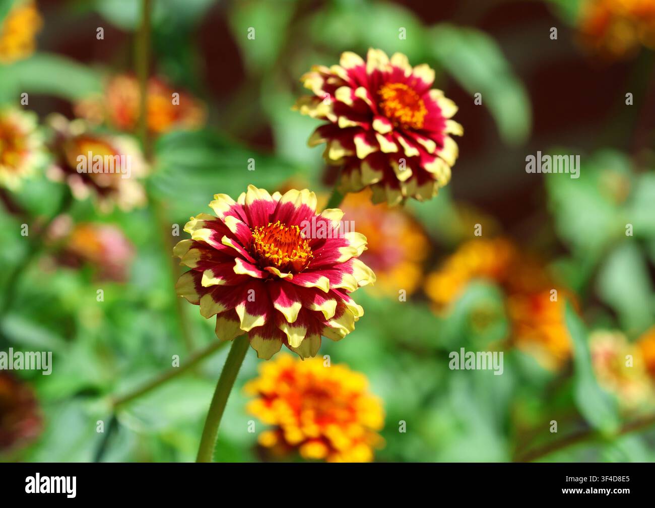 Un gros plan de Zinnia haageana 'Aztec Sunset' Banque D'Images