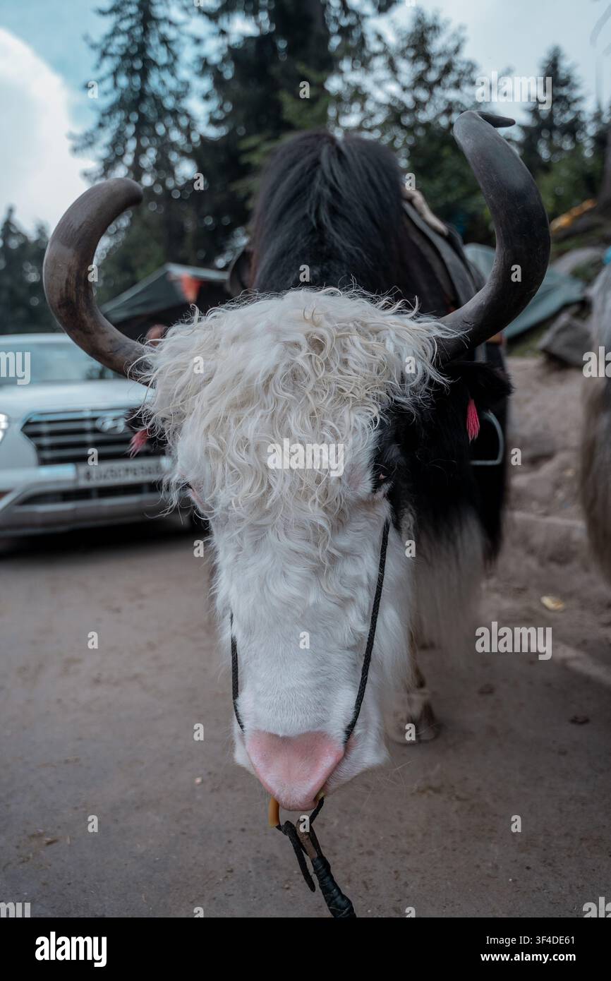 Portrait rapproché d'un Yak de l'Himalaya avec des cornes courbées dans une région montagneuse Banque D'Images