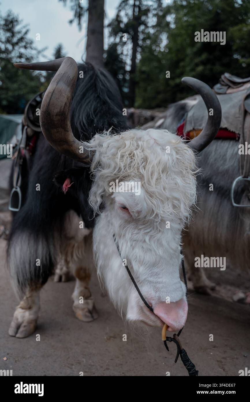 Portrait rapproché d'un Yak de l'Himalaya avec des cornes courbées dans une région montagneuse Banque D'Images