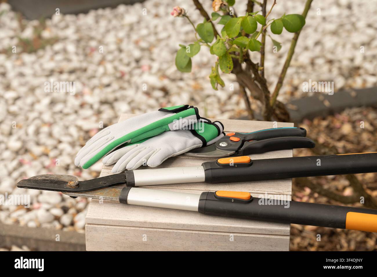 Outils de taille de jardin et gants de protection disposés sur un banc en bois à côté de rosiers en fleurs dans un jardin privé Banque D'Images