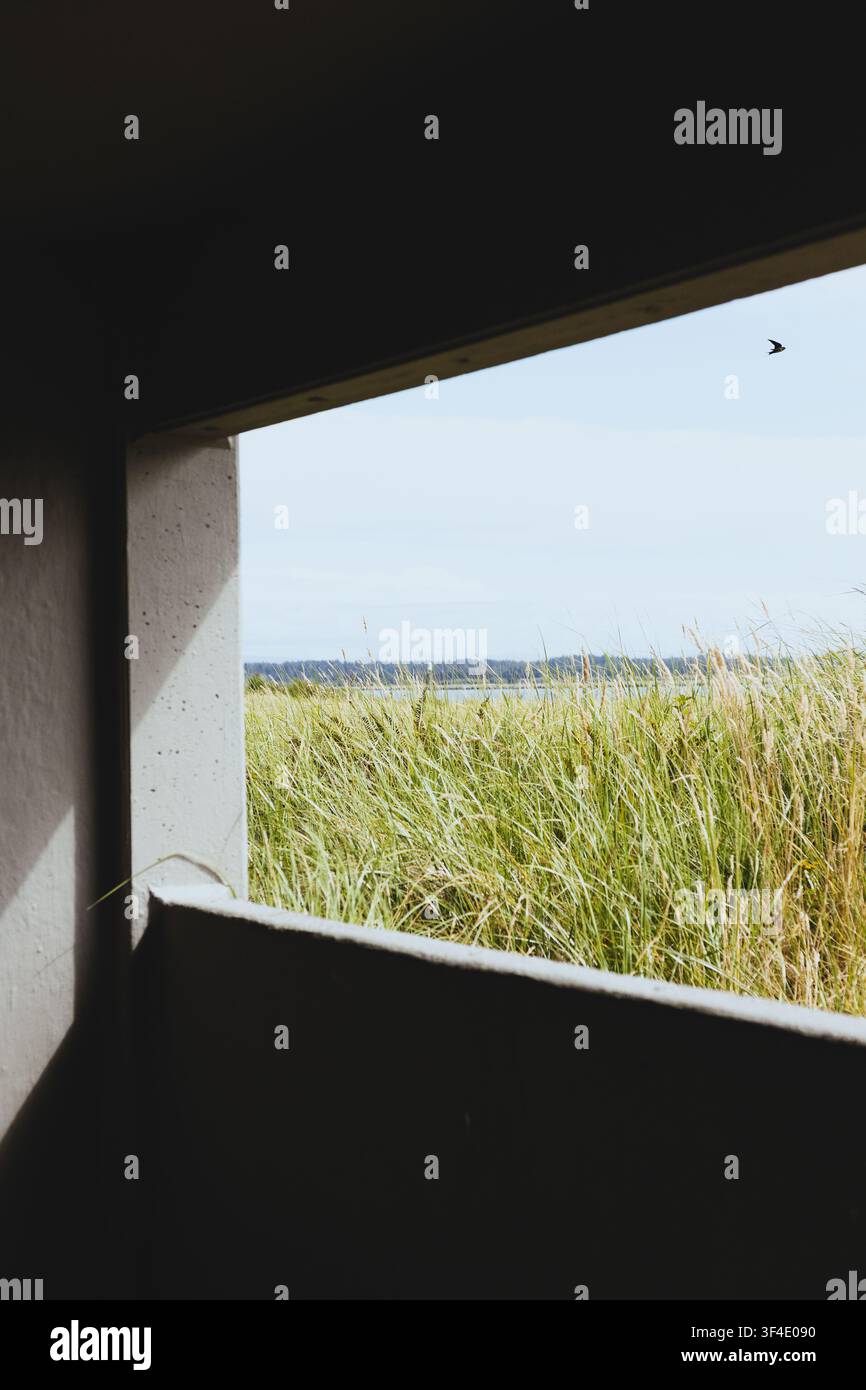 Vue par la fenêtre d'un champ d'herbe haute et d'un oiseau dans le ciel. Banque D'Images