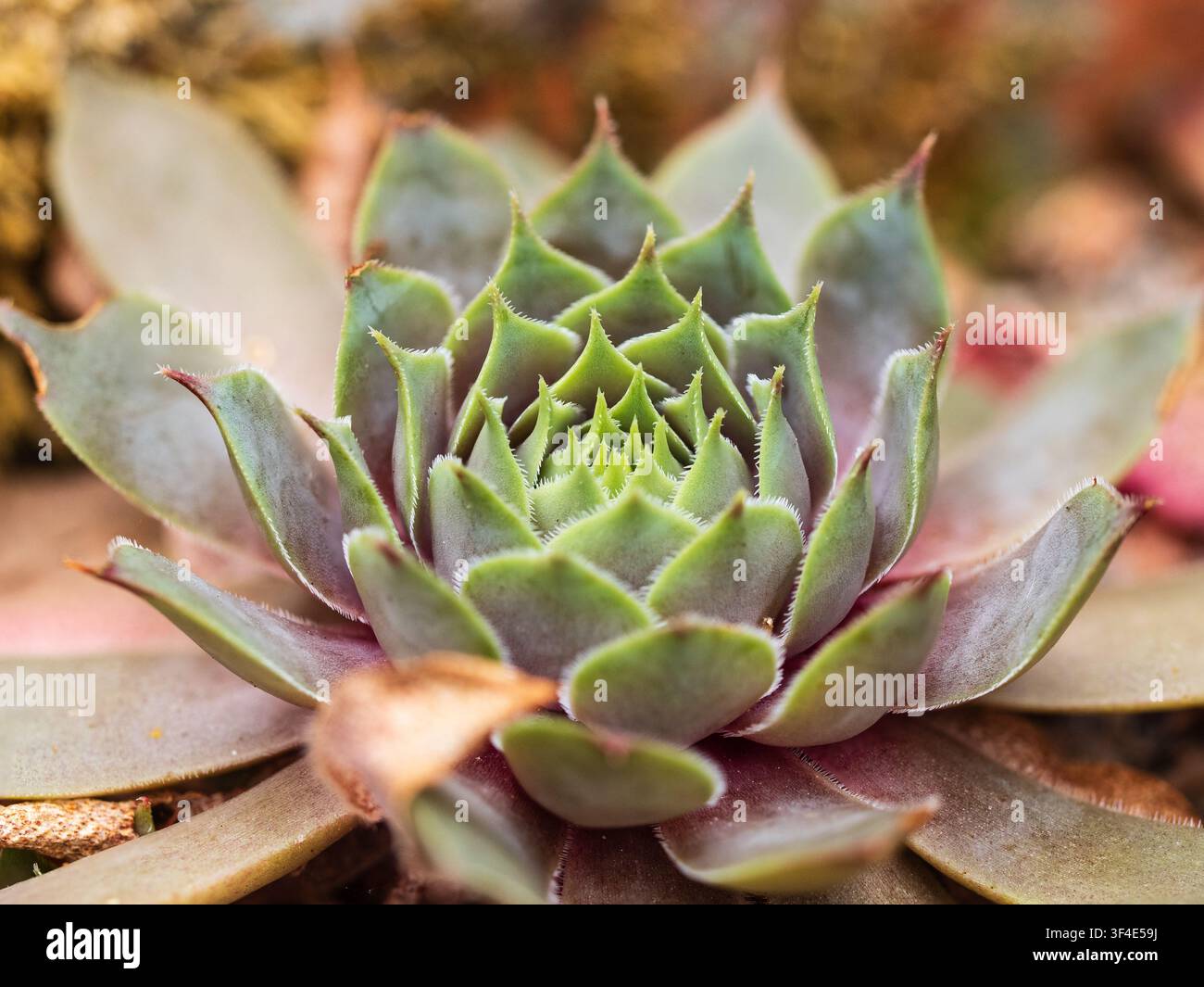 Feuilles glauques dentelées se chevauchant dans la rosette du joubarbe résistant à la sécheresse, Sempervivum 'Feldmair' Banque D'Images