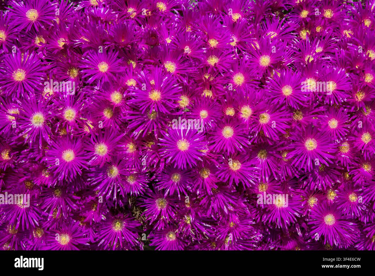 Les fleurs rose vif avec centres jaunes d'Aster novi-belgii 'Neron' Banque D'Images