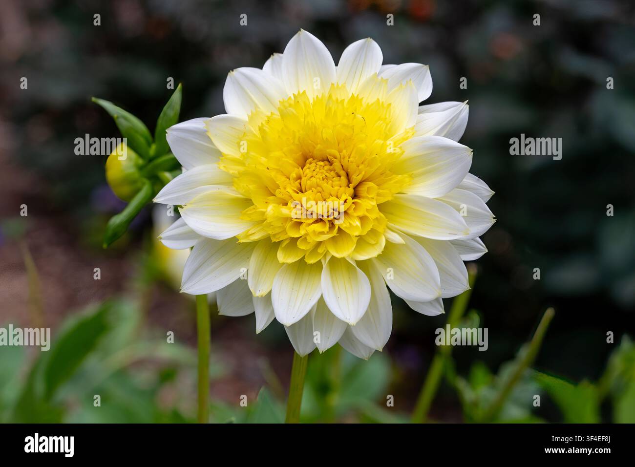Dahlia Freya's Paso Loble Banque D'Images