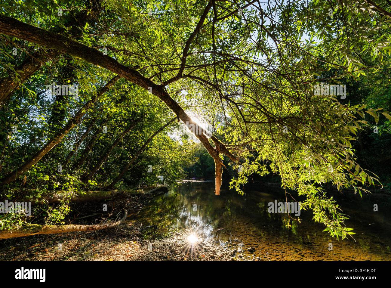 Suisse, Laufental, Zwingen BL, Bâle-Campagne, Baselbiet, Zwingen, cours de rivière, rivière, Birs Banque D'Images