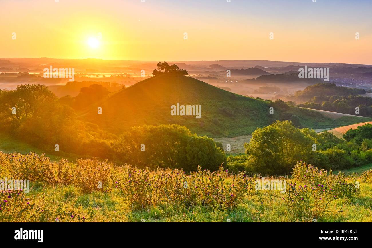 Lever de soleil doré de l'été au-dessus de Colmer's Hill avec une brume basse dans la vallée et des chardons sauvages au premier plan, Dorset, Angleterre Banque D'Images