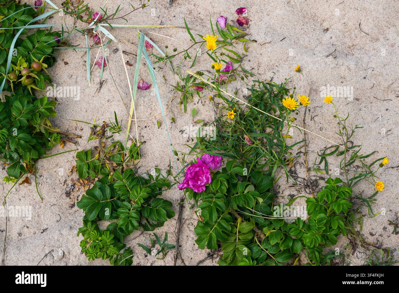 Fleurs sauvages côtières et végétation des dunes poussant sur les dunes de sable de la mer Baltique en Lettonie pendant la saison estivale Banque D'Images