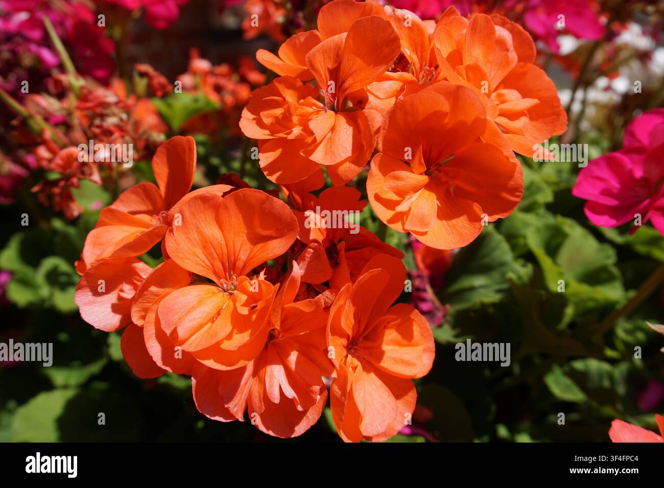 Close up de fleurs de pélargonium géranium rouge vif en pleine floraison dans un jardin Banque D'Images
