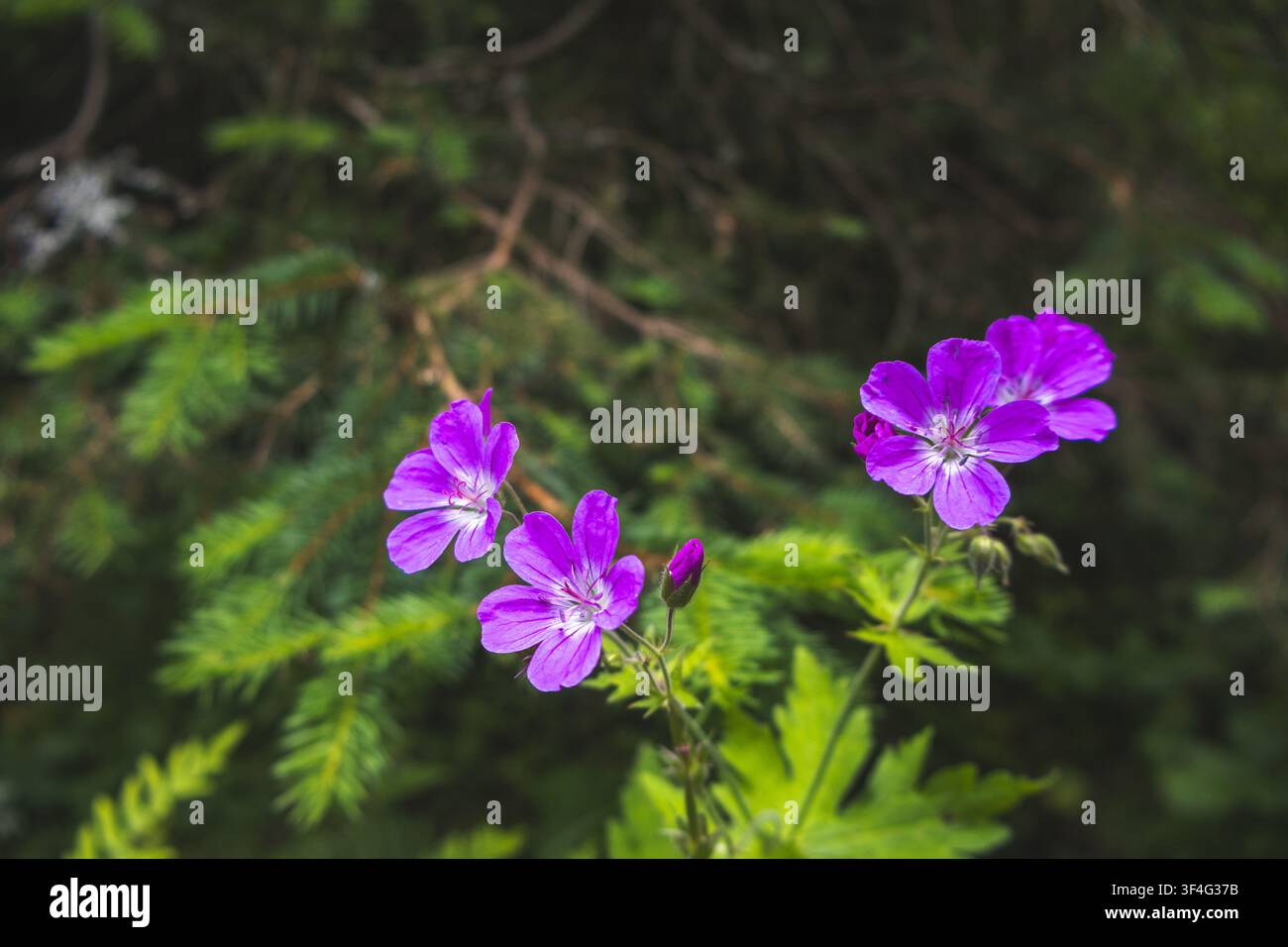 Fleurs de gélule violette Geranium sylvaticum en plein essor parmi les pins dans une forêt roumaine Banque D'Images