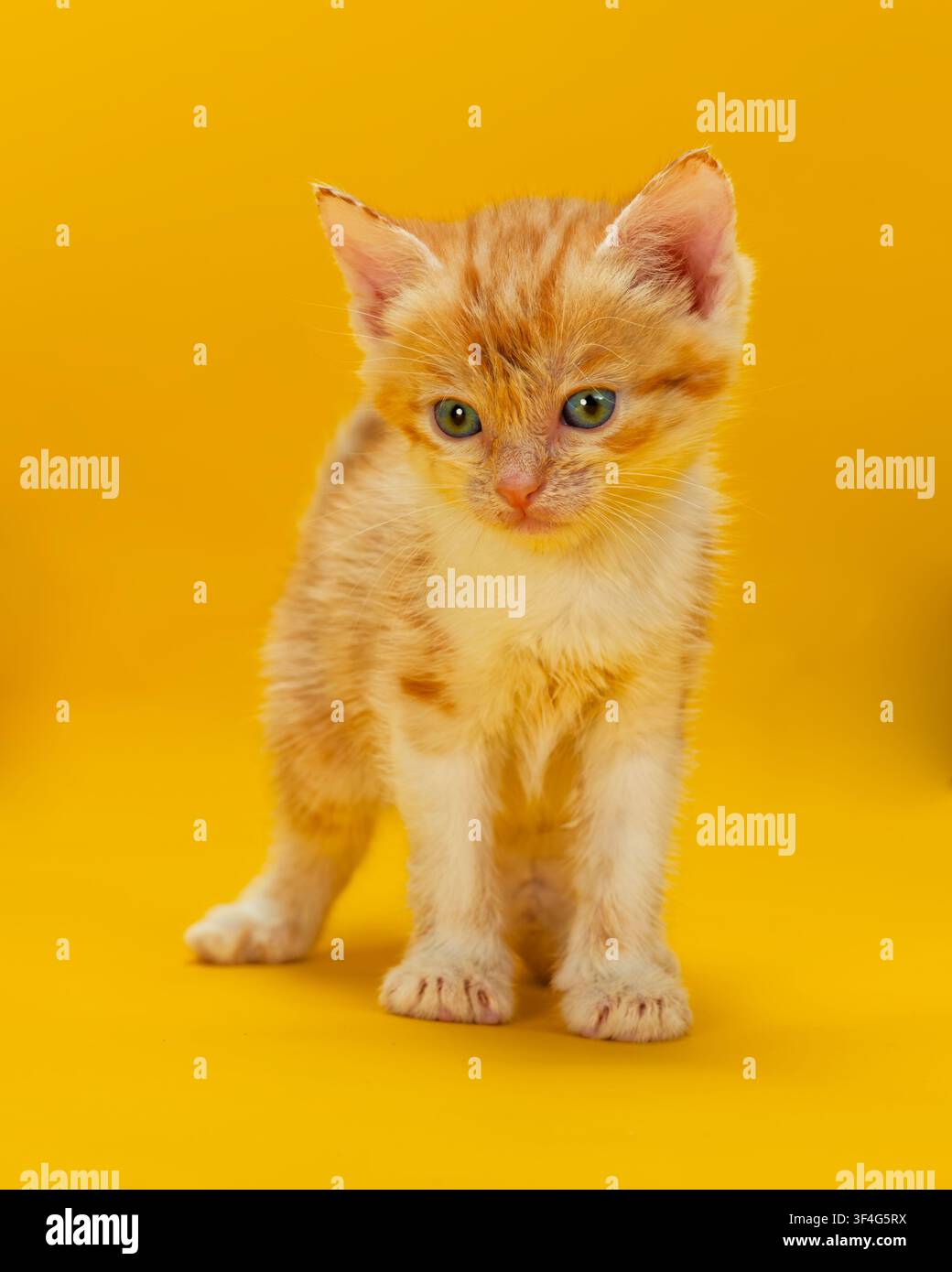Un chaton tigré roux et blanc assis devant un fond jaune Banque D'Images
