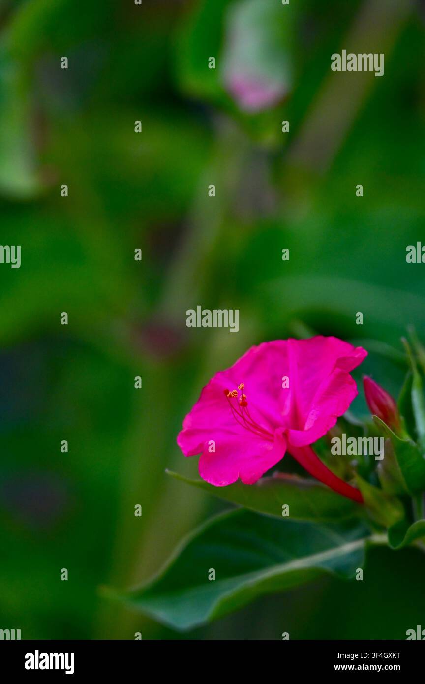 Photographie macro verticale vibrante d'une Mirabilis jalapa (fleur de quatre heures) rose vif solitaire en pleine nature. La fleur magenta vive se détache nettement sur un fond vert feuillu doux et flou, capturant la beauté de la flore estivale et les détails botaniques naturels et frais. Banque D'Images
