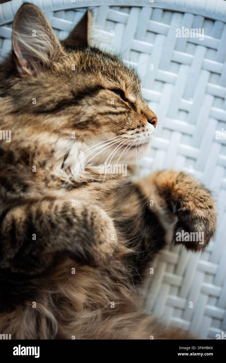 gros plan d'un chat tigré brun pelotonné endormi sur une couverture bleu foncé, montrant un animal de compagnie paisible au repos dans une lumière naturelle chaude Banque D'Images
