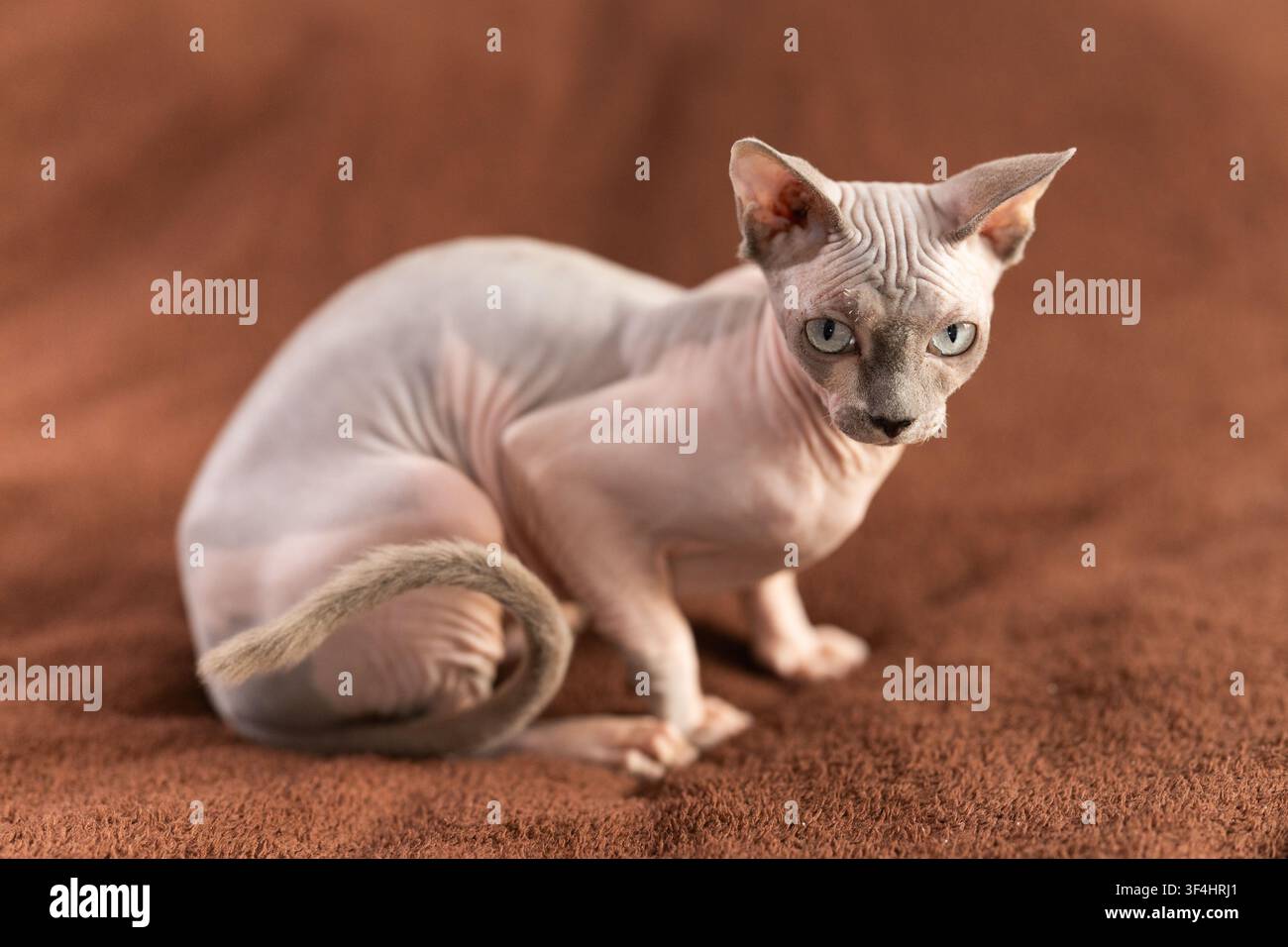Animal, chat et concept de sphinx - chat de sphinx chauve sur une couverture souple Banque D'Images