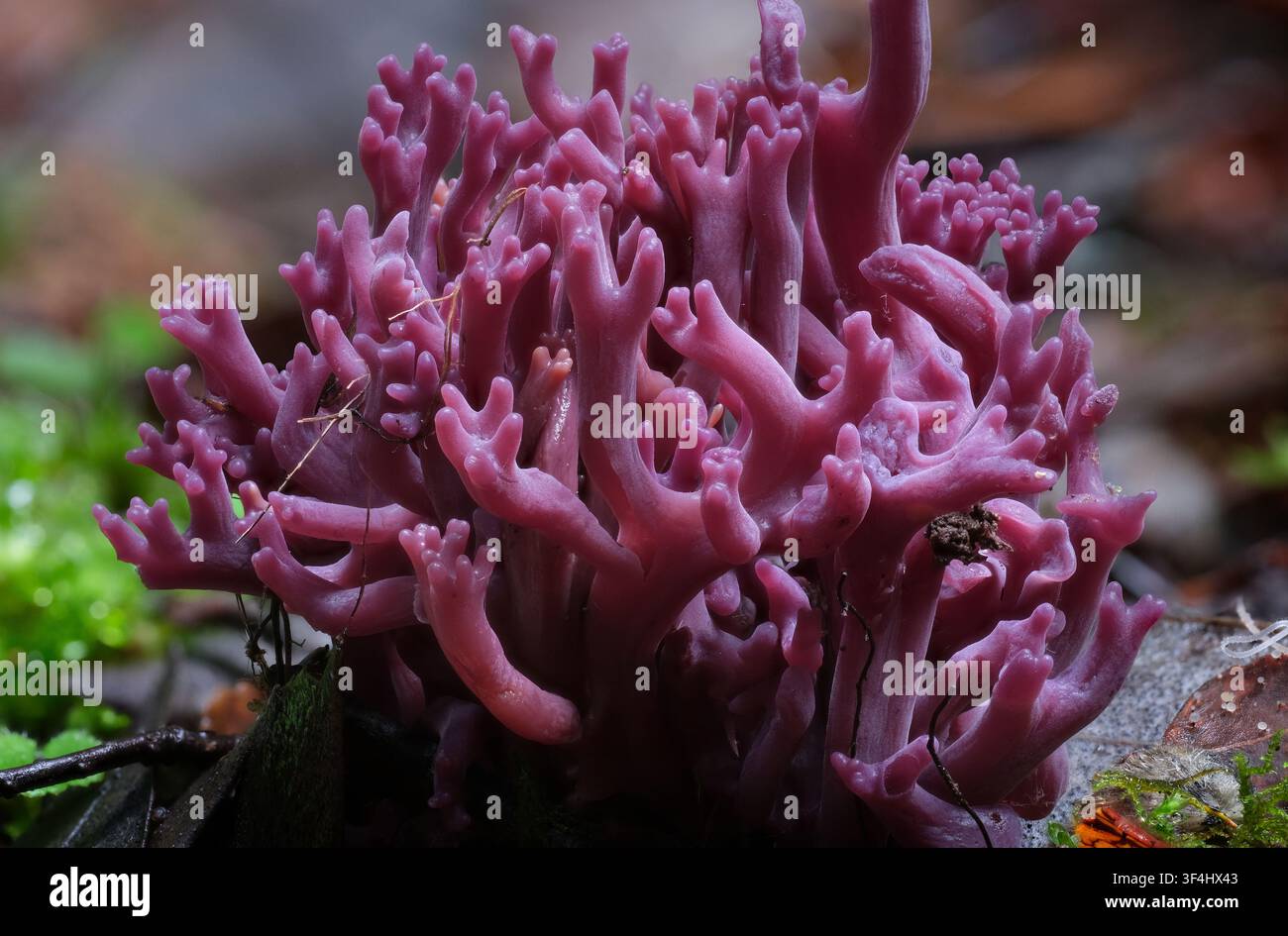 Un amas ramifié dense de champignons complexes de corail violet Clavaria amethystina sur le sol moussu de la forêt, réserve de Styx en Tasmanie, Australie Banque D'Images