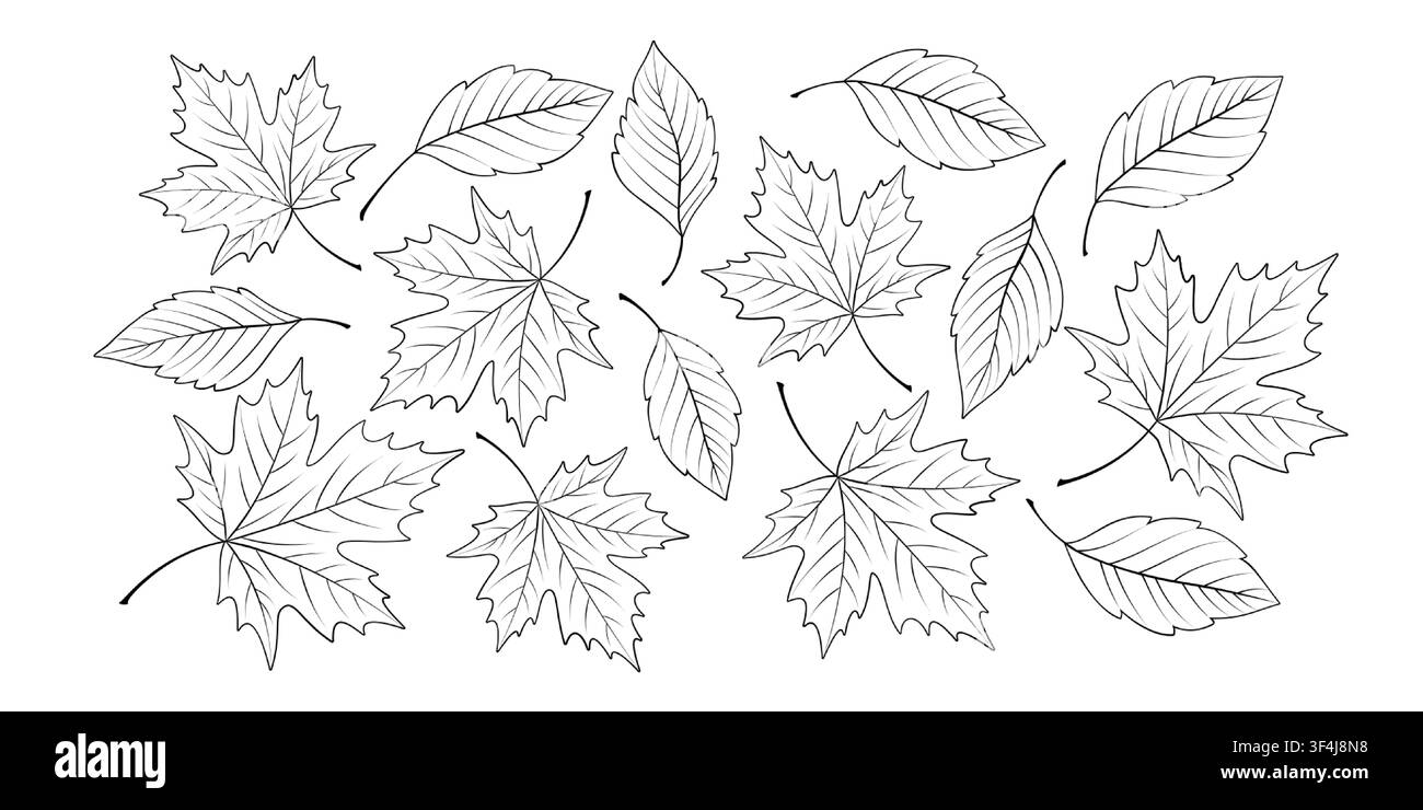 Vecteur d'art linéaire avec feuilles d'automne sur fond blanc. Contours noirs de feuilles d'érable et ovales avec veines fines, style d'esquisse botanique automnale dessiné à la main Illustration de Vecteur